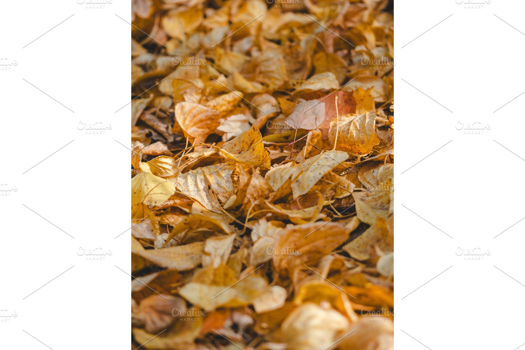 Vertical natural background of, a Nature Photo by Fascinadora