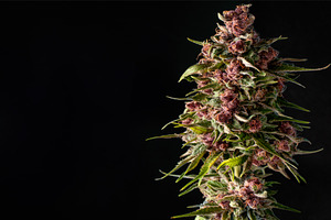 Closeup bud marijuana featuring bud, trichomes, and flowering