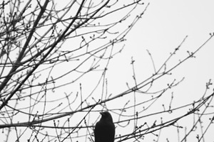 Crow containing black and white, bw, and crow