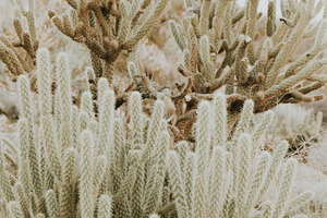 Desert Cactus