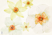 Watercolor narcissus, daffodils, an Illustration by GrafikBoutique (Thumbnail 2 of 3)