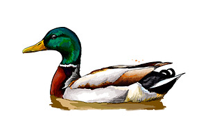 Duck from a splash of watercolor