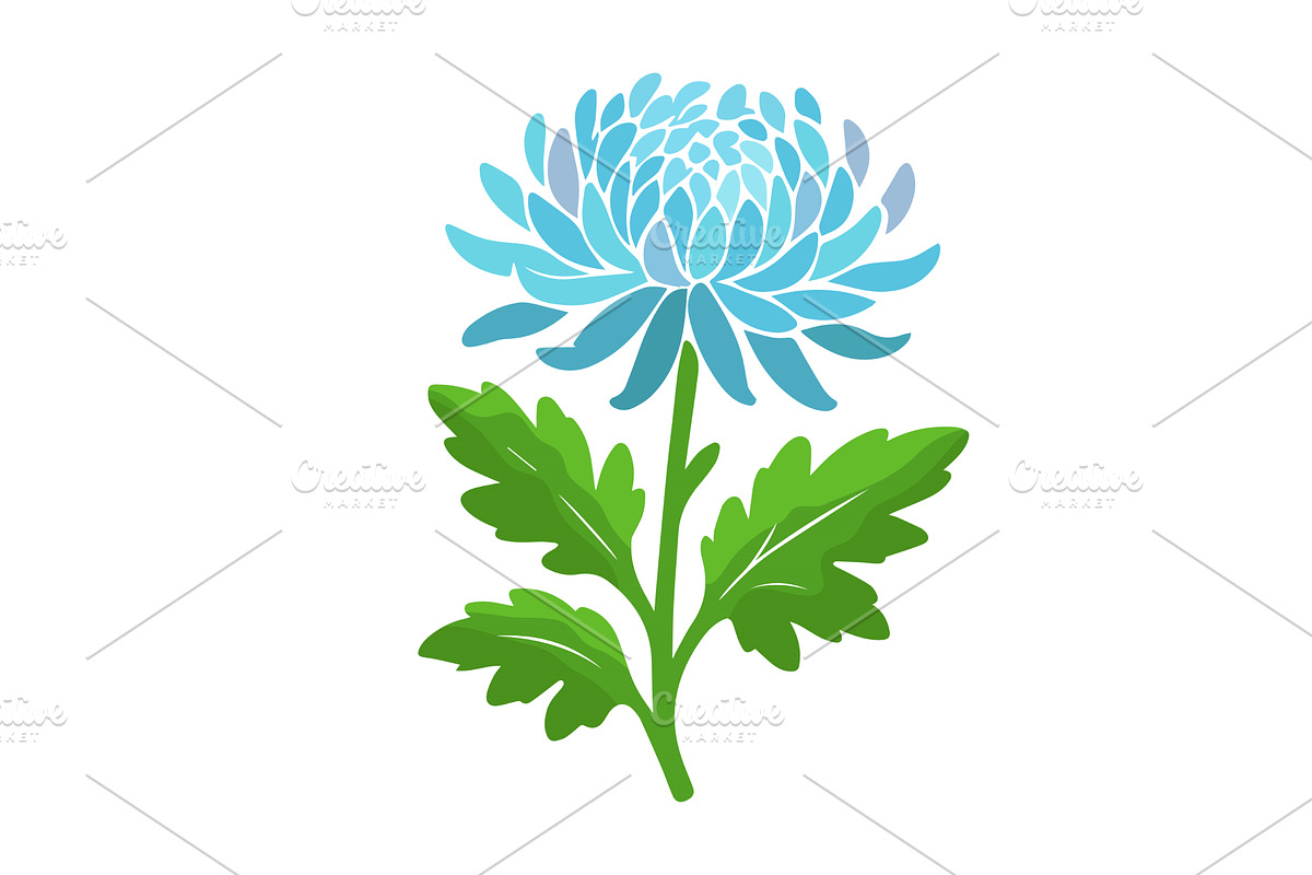Chrysanthemum flower object. Hand, an Object Illustration by Nenahliadava Design