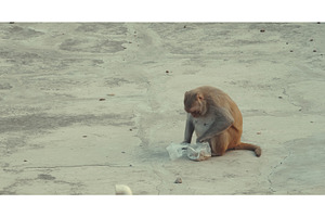 Agra, Uttar Pradesh, India. Monkey, an Animal Photo by Our Amazing World