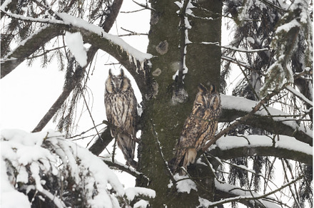 two owls are sitting on a huge fir, an Animal Photo by Pakosta