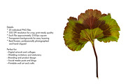 20 High Res Geranium PNGs, an Object Graphic by Memow Studio (Thumbnail 3 of 7)