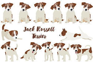 Jack Russell Terrier