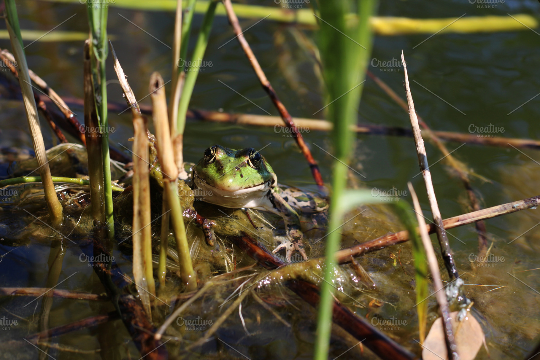 Green and brown frog, an Animal Photo by Irina