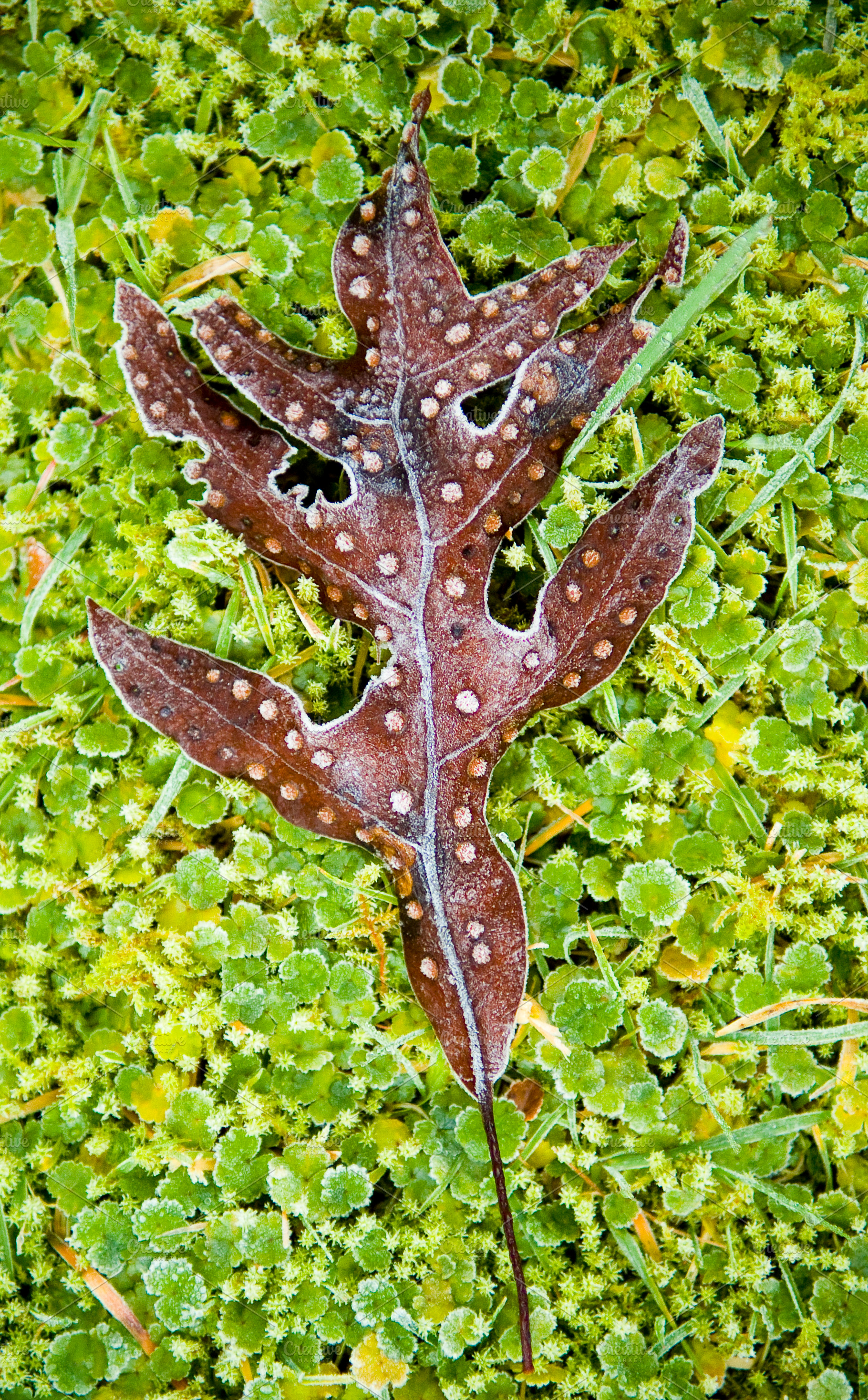 Leaf On Frozen Ground, a Nature Photo by THP Creative