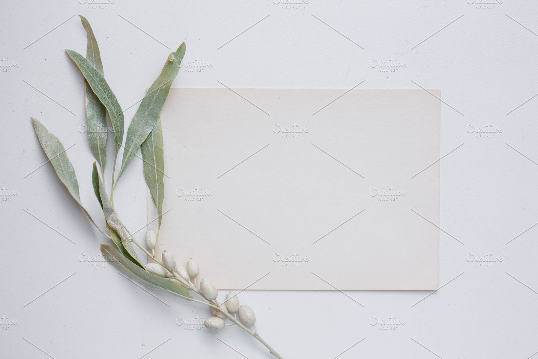 card with branch of Elaeagnus argent, an Arts & Entertainment Photo by Arymer