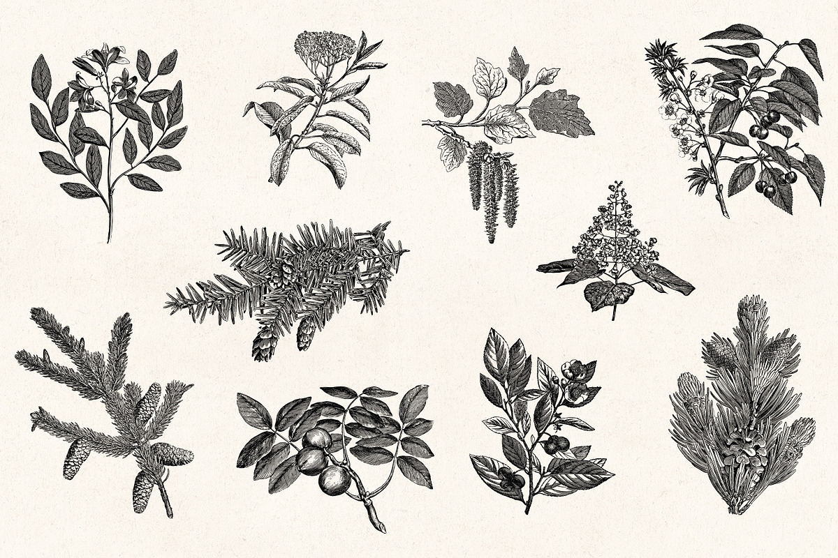 Leaves & Twigs Vintage Illustrations, an Illustration by Graphic Goods (Photo 6 of 10)