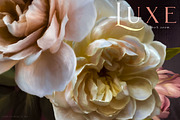 Luxe Oil Paint Floral Graphics, an Illustration by Eclectic Anthology (Thumbnail 17 of 17)