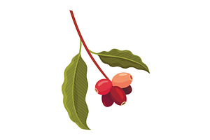 Branch of Coffee Plant with Ripe, a Food Illustration by the8monkey