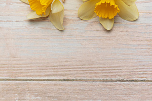 Yellow daffodils creating a border on rustic white wooden backgr, a Nature Photo by Olena Rudo