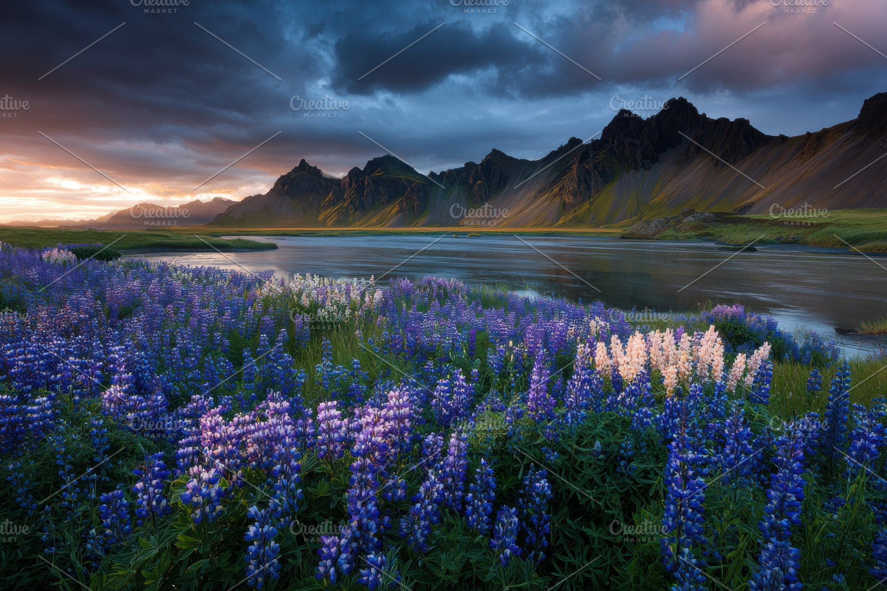 Lupine flowers bloom near a river wi, a Photo by Pixeness Studio