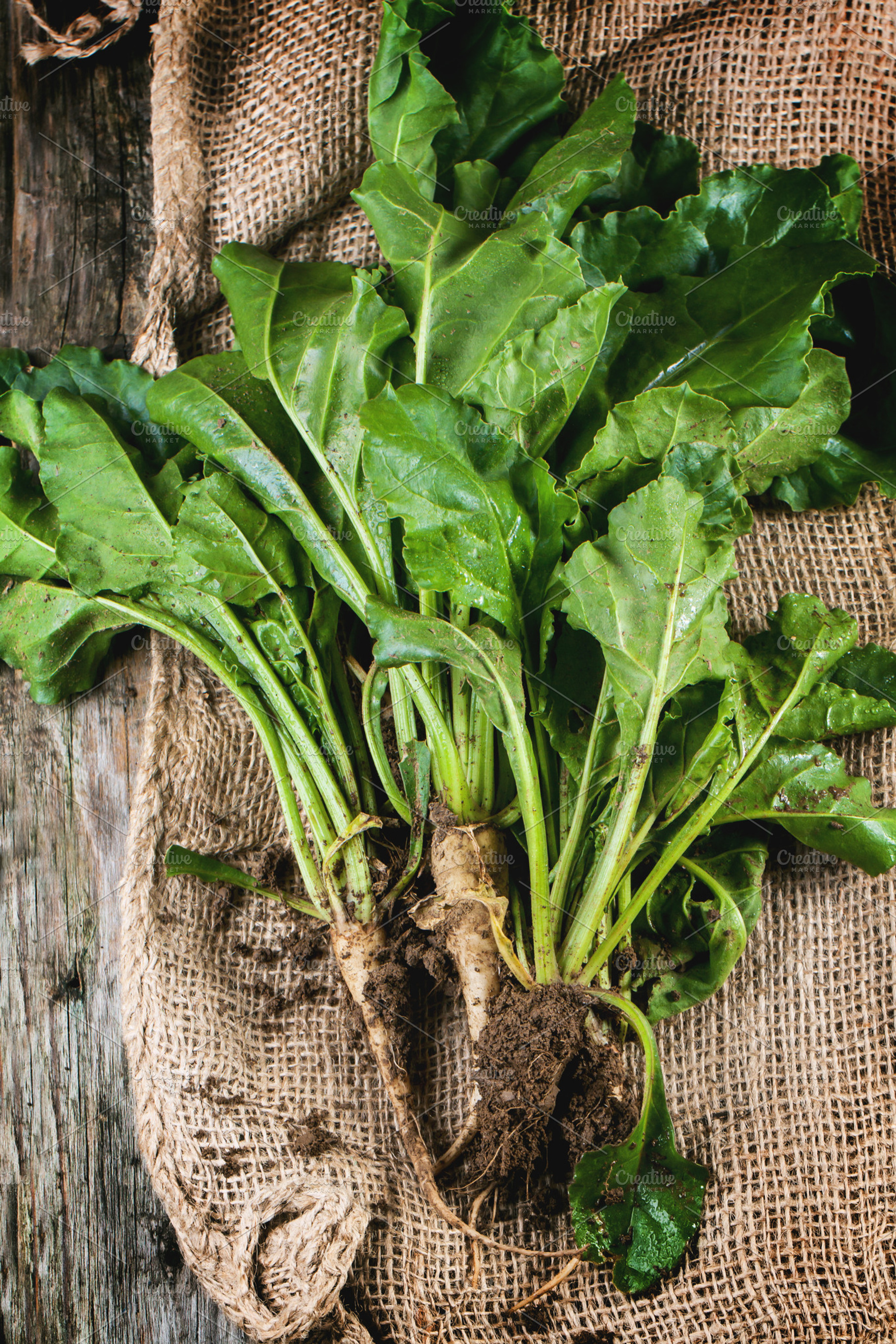 Bunch Of Young Sugar Beet Roots