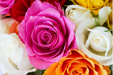 bouquet of fresh roses, a Nature Photo by Neirfy