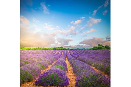 Blooming Lavender field, a Nature Photo by Neirfy