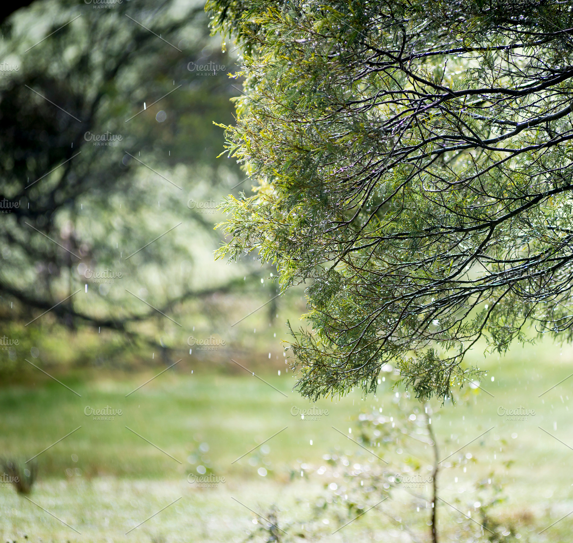 Rain Through Trees, a Nature Photo by THP Creative