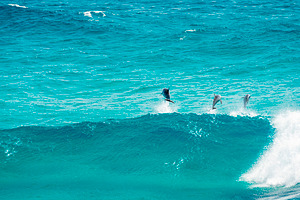 Dolphins Jumping, an Animal Photo by THP Creative