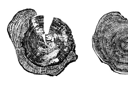 Woodlog Vector Template [iii], an Object Illustration by 103cia