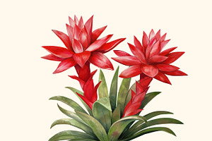 Floral Exotic Clipart Guzmania