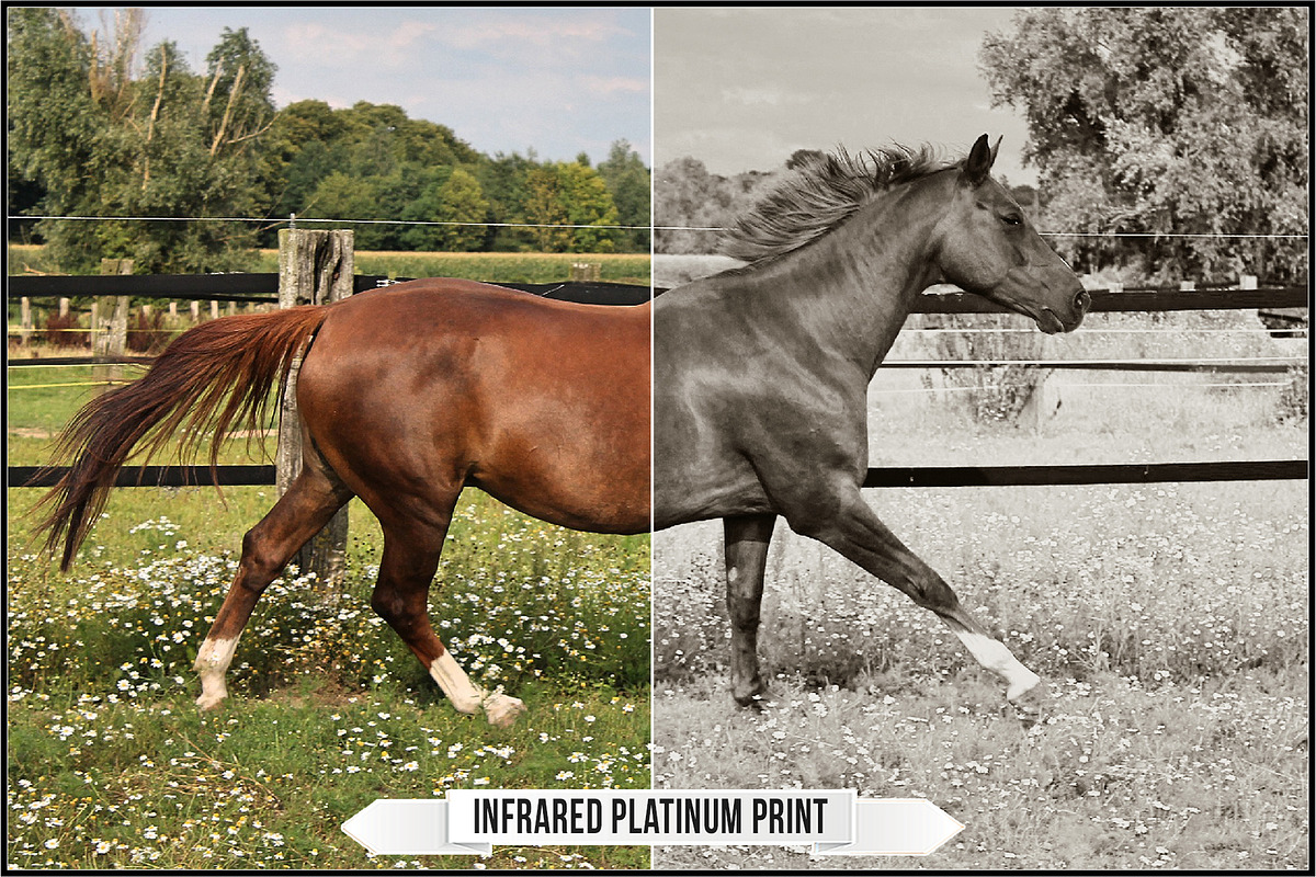 Platinum Palladium Prints LUTs, a Plug-in Add-On by Raztrend (Photo 10 of 32)