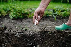Using crushed eggshells as natural, a Nature Photo by HalfPoint