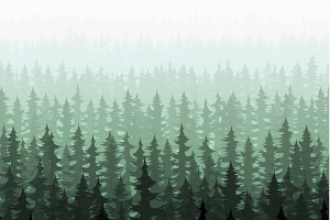 Nature forest pine trees