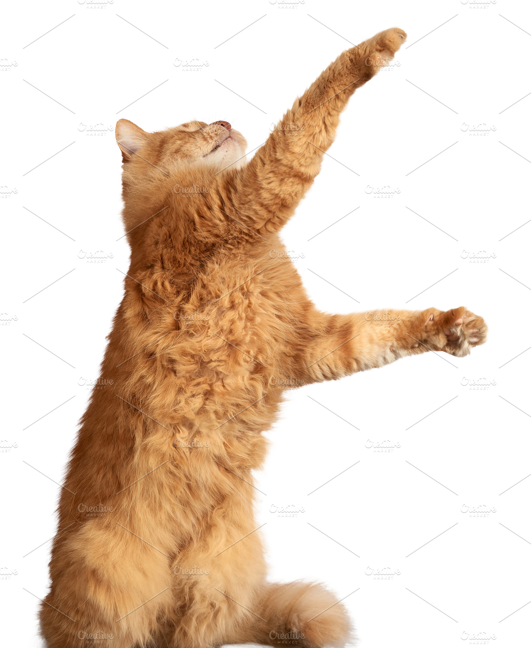 Adult ginger cat standing on hind legs and stretching upwards on, an Animal Photo by ndanko