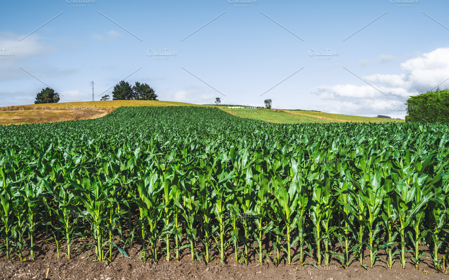 Lush Corn Field On Rolling Hill, an Industrial Photo by SkyNext