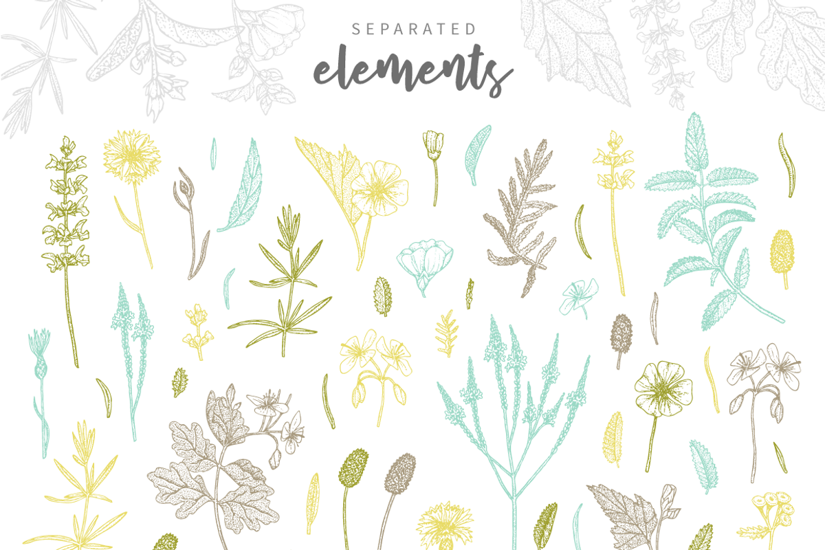 Herbalitica Vol.2 Flower Set, a Healthcare Illustration by eclosque (Photo 11 of 12)