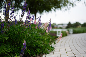 Pathway beside lavender flowers blooming in a serene outdoor garden setting, a Photo by AS photostudio