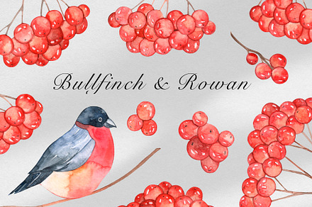 Watercolor Bullfinch and Rowan PNG