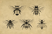 Vintage Bee Butterfly Illustrations, an Icon by Hatch Design Workshop (Thumbnail 4 of 8)