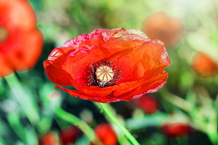 Red poppy close up stock photo containing flower and red