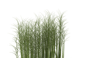 Bamboo Wall