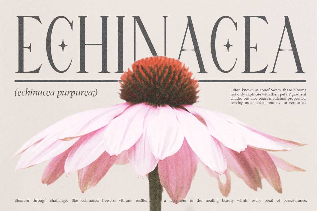 Grading - Modern Ligature Serif, a Serif Font by Pandeka Studio (Photo 2 of 10)