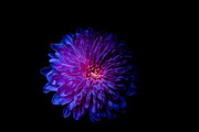 Colorful Garden Flower Photo Bundle, a Nature Photo by Silent Nature (Thumbnail 2 of 6)