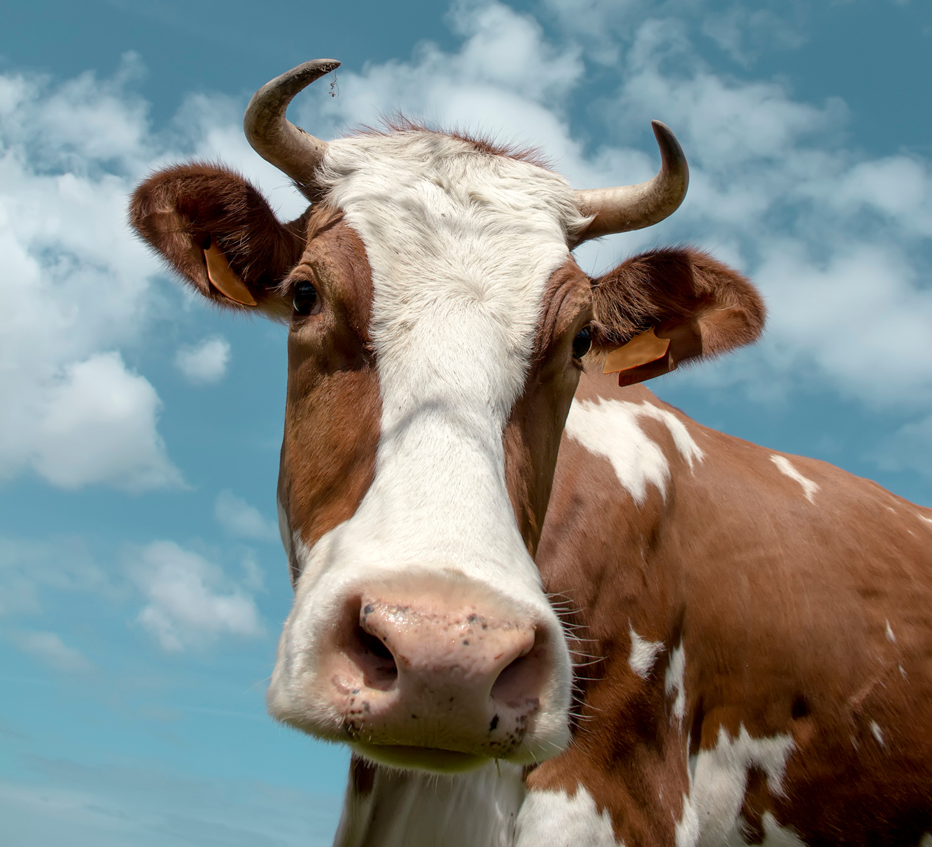 Cow featuring agriculture, animal, and background, an Animal Photo by MarcoGovel