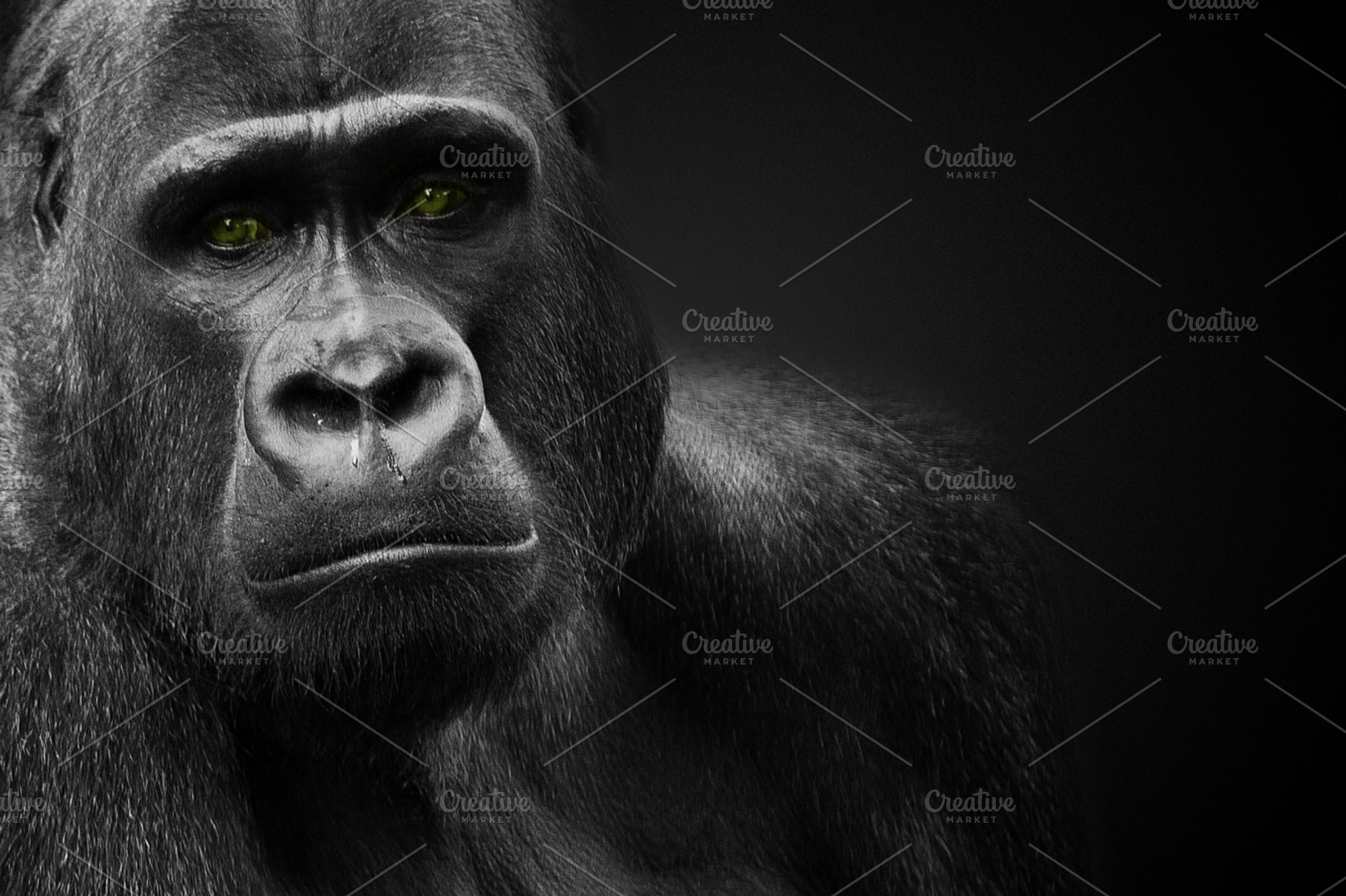 Gorilla Stock Picture