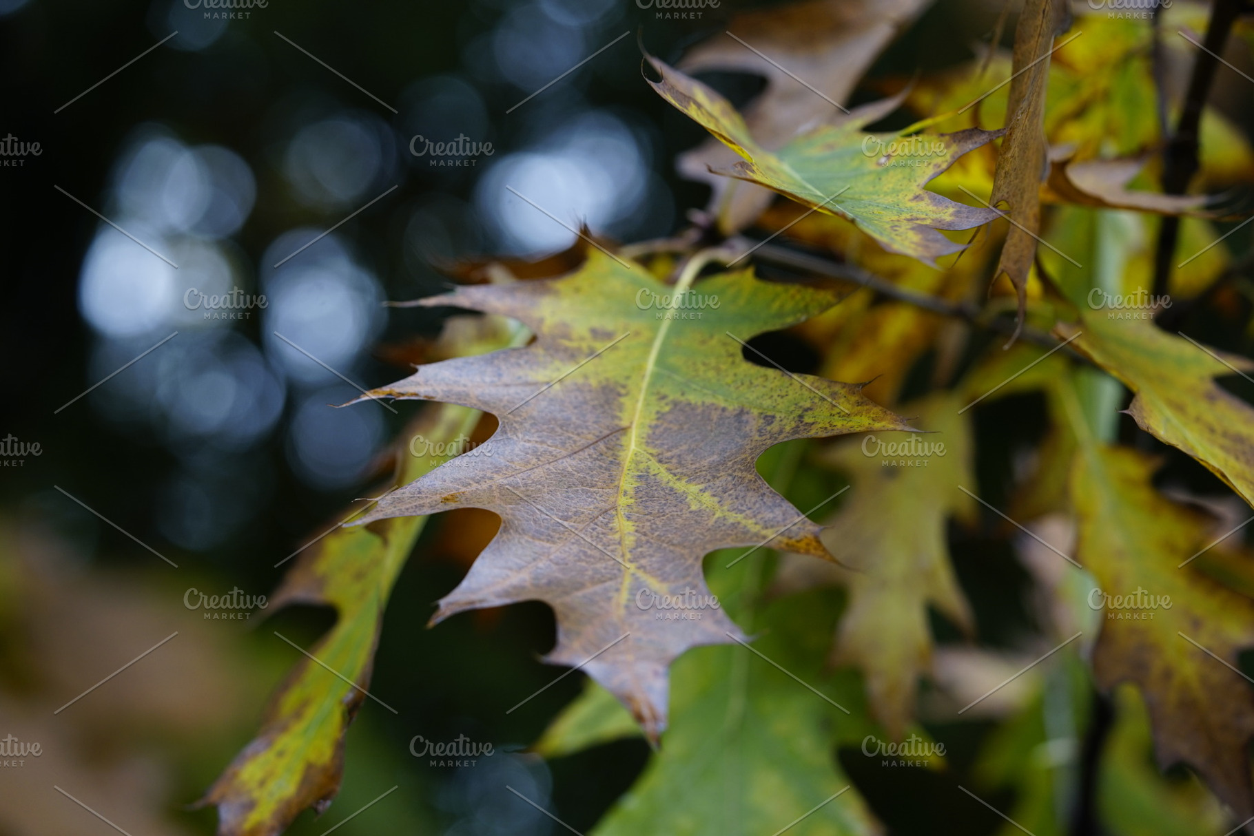 Autumn leaves stock photo containing leaf and leaf image, a Nature Photo by Nazar Hrabovyi
