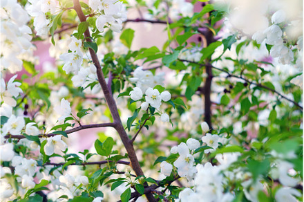 White flowering apple tree in spring, a Nature Photo by darksoul72