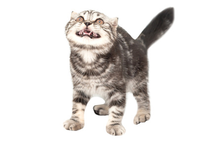 Little kitten Scottish fold cat