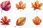 Watercolor Autumn Leaf Clipart, an Illustration by CraftArtStudio (Thumbnail 3 of 6)