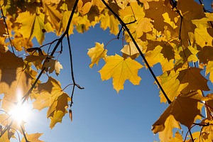 orange maples during leaf fall in the park, a Photo by rsoollAI