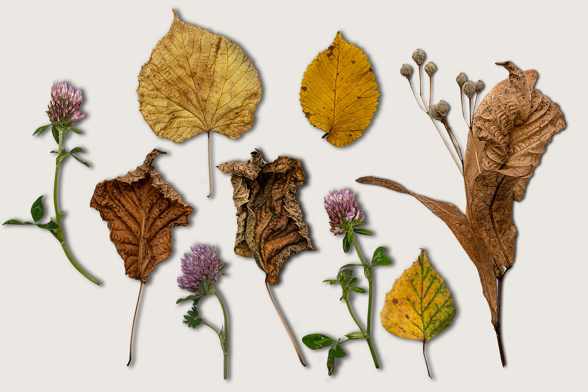 Autumn Leaves Scene Creator, a Product Mockup by Rose Design (Photo 4 of 10)