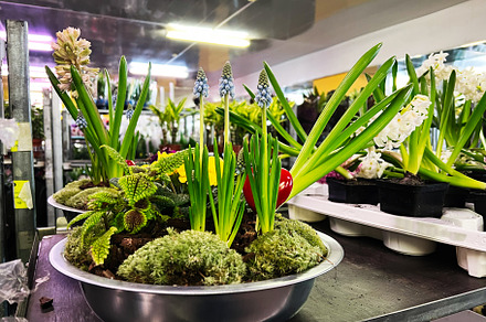 Vibrant indoor floral arrangements with moss and greenery displayed on metal sh, a Photo by AS photostudio