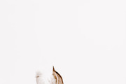 Neutral Stationary Styled Photos, a Templates & Theme by JanaBishopCollection (Thumbnail 9 of 10)