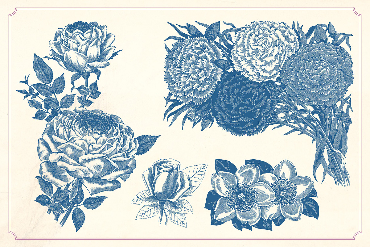 Vintage Flower Illustrations, a Decorative Illustration by Mr Vintage (Photo 12 of 13)